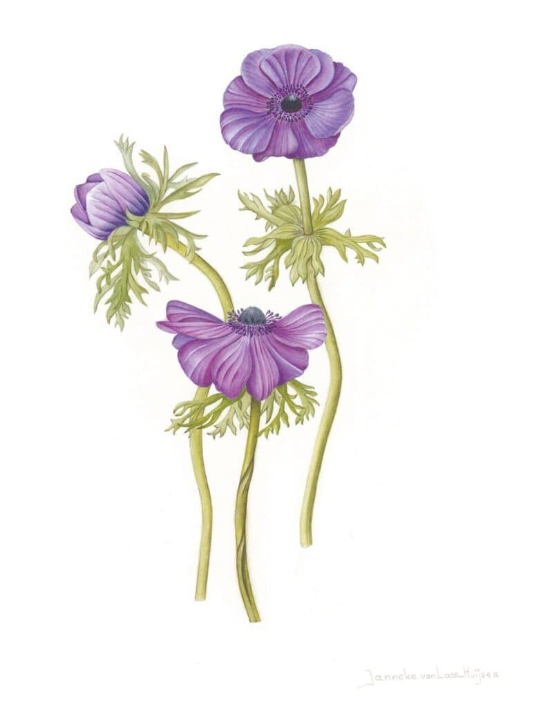 Anemone coronaria wenskaart – Anemone coronaria