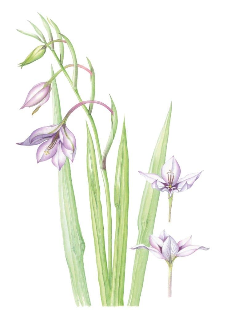 Acidanthera wenskaart – Gladiolus callianthus