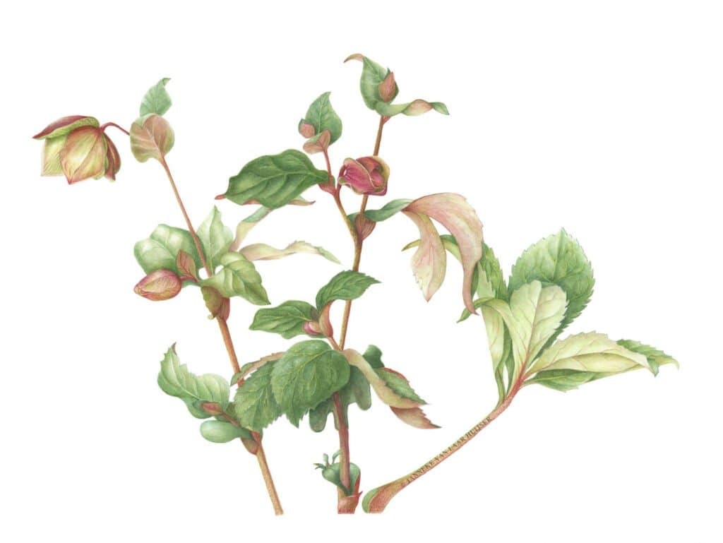 Kerstroos wenskaart – Helleborus orientalis