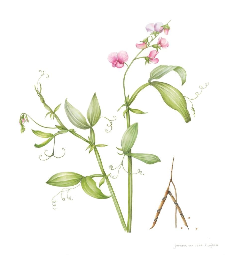 Lathyrus latifolius – Botanisch aquarel