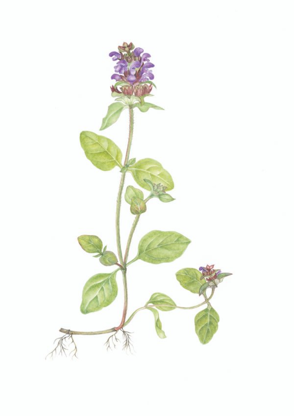 Gewone brunel prunella vulgaris Gewone Brunel